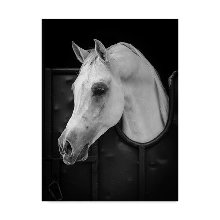 Trademark Fine Art Waseem Al Hammad 'Arabian Horse' Canvas Art, 35x47 1X07712-C3547GG